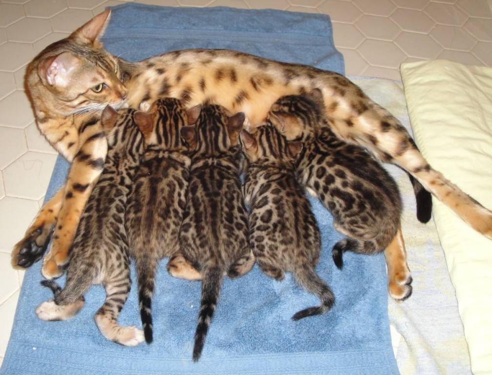 full grown domestic bengal cats